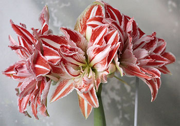Цветок гиппеаструм – уход в домашних условиях, сорта с фото11