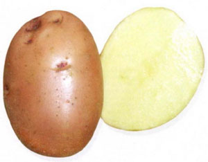 Описание лучших сортов картофеля для средней полосы России: самые урожайные и вкусные21