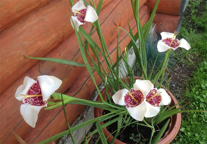 Тигридия павлинья цветочная: посадка, выращивание и уход в открытом грунте, сорта, фото18