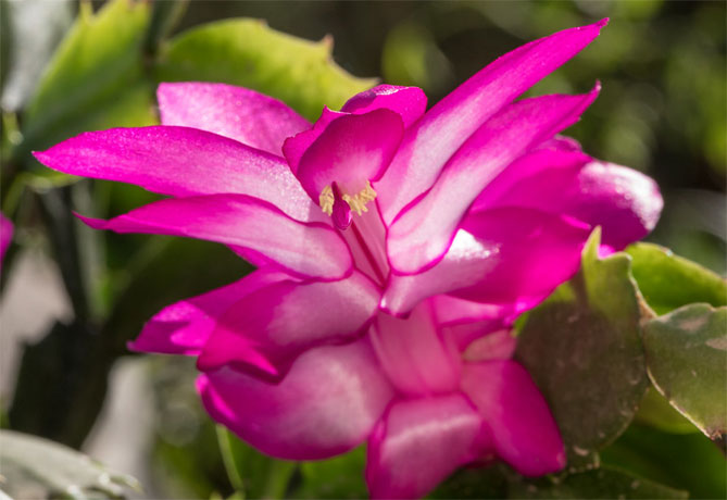Комнатный цветок шлюмбергера (декабрист) – уход в домашних условиях, пересадка, фото10