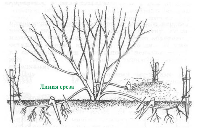 Описание жимолости съедобной – сорта, посадка и выращивание, уход и размножение24
