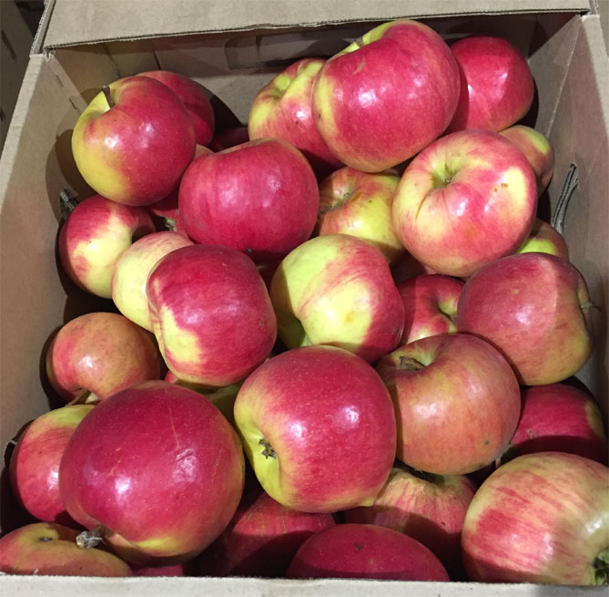 Сорт яблони Жигулевское — описание, морозостойкость, урожайность, фото и отзывы2