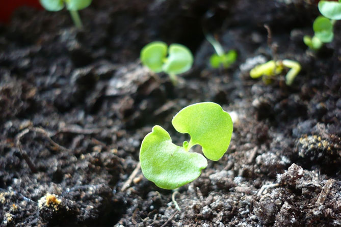 Базилик: выращивание из семян в домашних условиях, характеристика сортов11