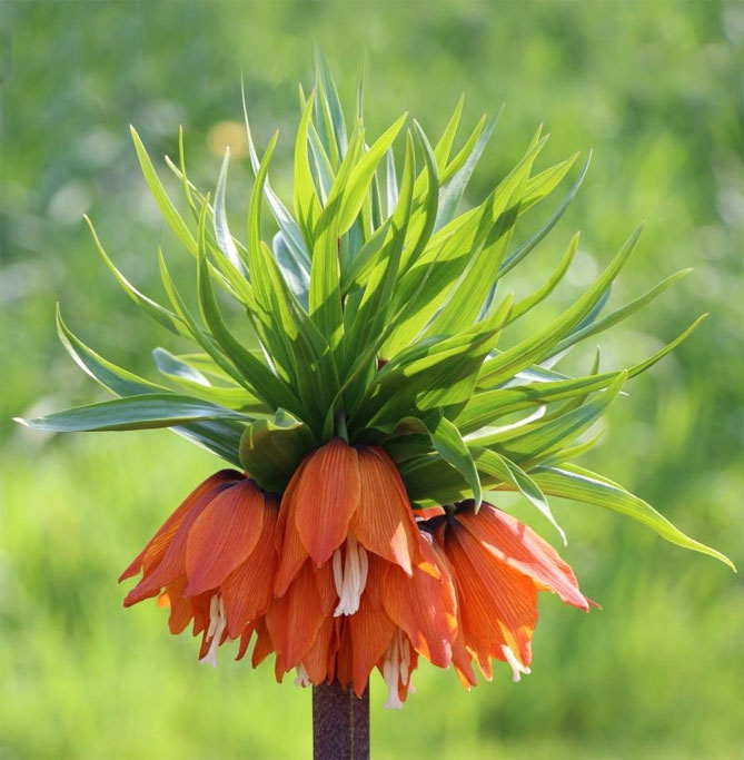 Императорский или королевский глухарь лещина цветок (корона) – посадка и уход, фото2
