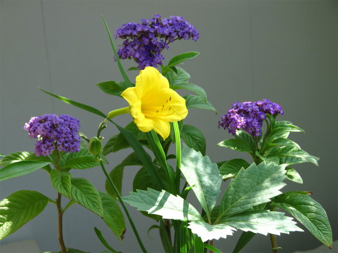 Цветок гелиотроп – посадка и уход в открытом грунте, в домашних условиях, фото29