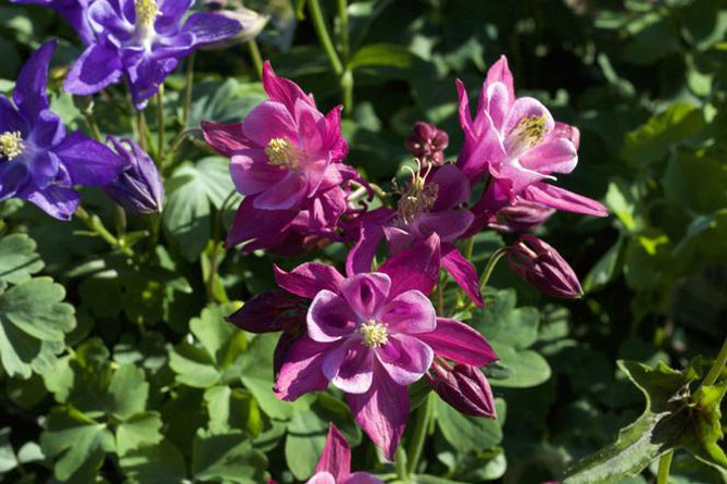 Цветок аквилегия – посадка из семян, уход в открытом грунте, фото сортов9