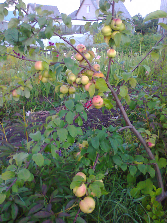 Описание сорта яблони Чудное: опылители, урожайность, морозостойкость, отзывы1