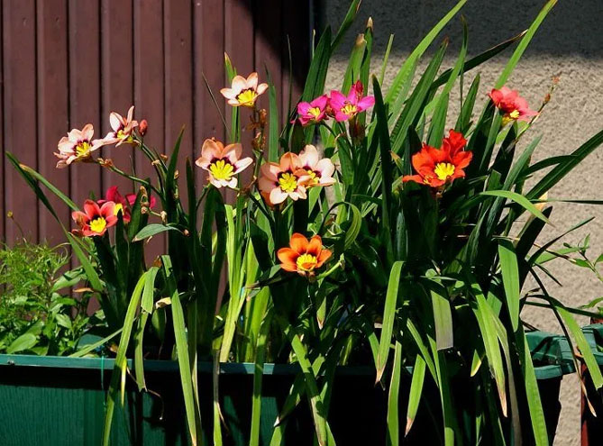 Цветы спараксиса: посадка, выращивание и уход в открытом грунте, фото в саду, сорта32