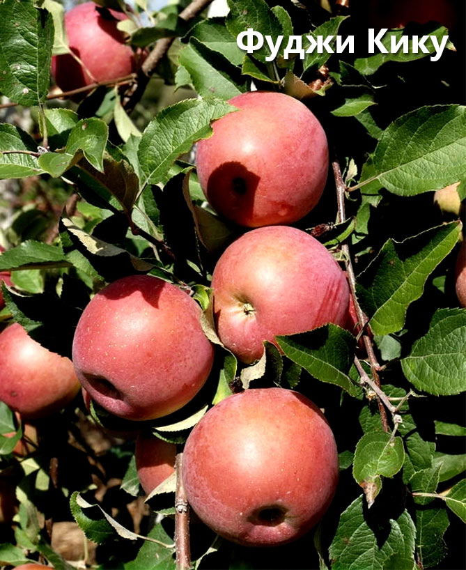Характеристика сорта яблони Фуджи: описание дерева, урожайность, фото, отзывы2