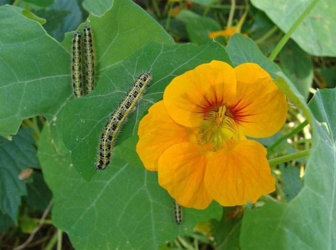 Настурция: выращивание из семян, когда сажать, посадка и уход29