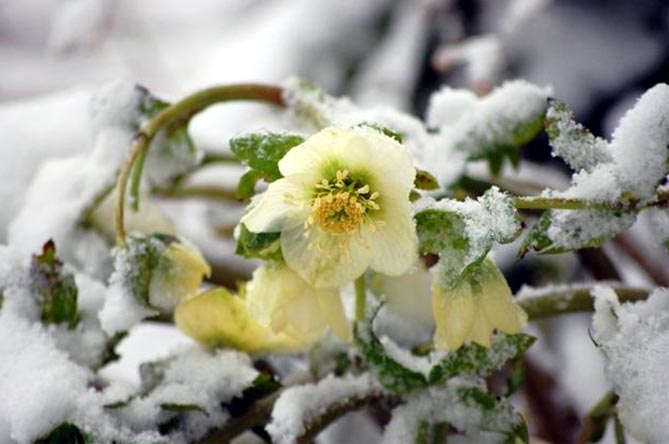Морозник многолетний цветок – посадка и уход4