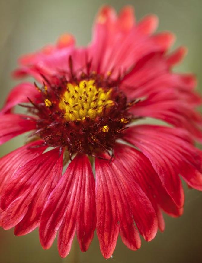 Многолетний цветок гайлардия – посадка и уход, выращивание рассады из семян, сорта30