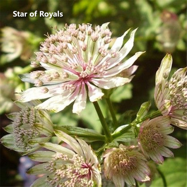 Цветок астранция – посадка, выращивание и уход в открытом грунте17