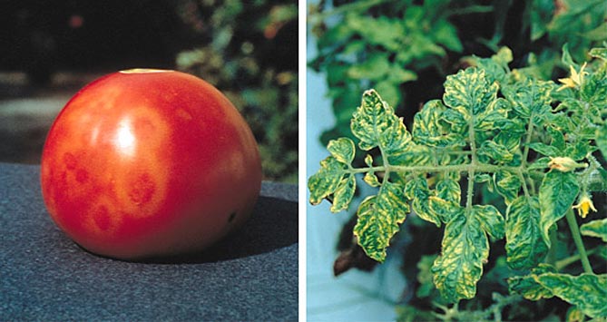 Болезни и вредители томатов — фото и описание, профилактика и лечение27