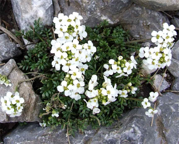 Лучшие растения для альпийской горки – цветущие, многолетние, хвойные98