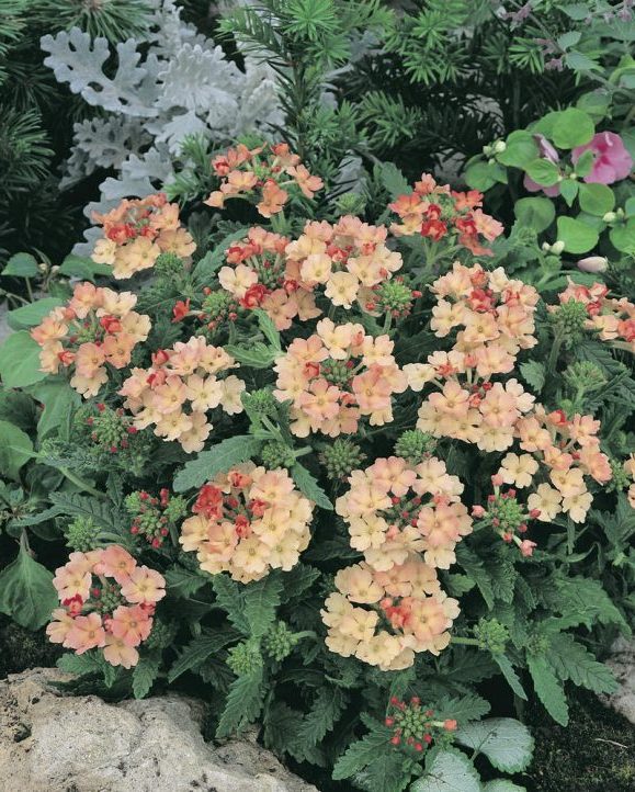 Вербена — фото цветов при посадке на рассаду20