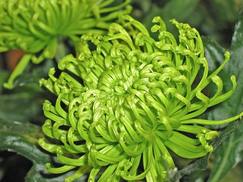 Многолетние хризантемы — сорта, фото11