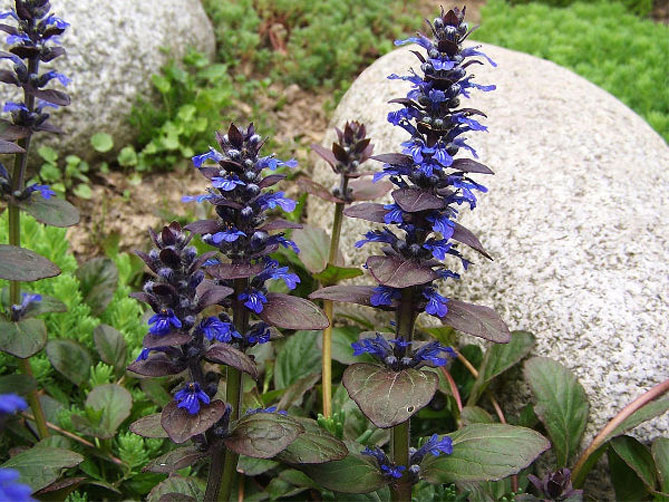 Лучшие растения для альпийской горки – цветущие, многолетние, хвойные55