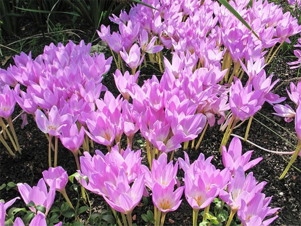 Лучшие растения для альпийской горки – цветущие, многолетние, хвойные92