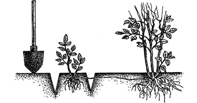 Кустарниковая ирга – посадка и уход в открытом грунте, размножение25