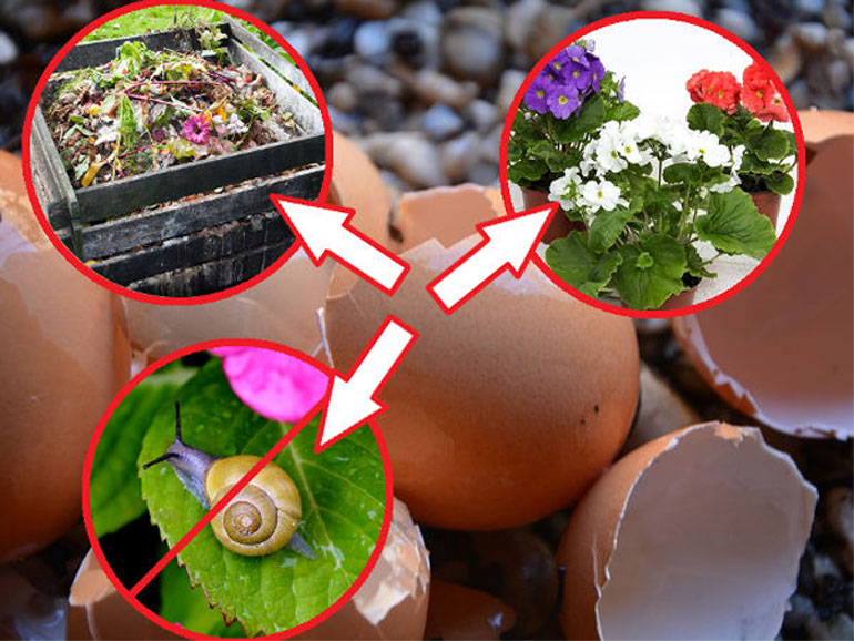Как использовать яичную скорлупу как удобрение в саду, огороде - применения0