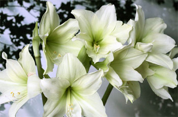 Цветок гиппеаструм – уход в домашних условиях, сорта с фото26