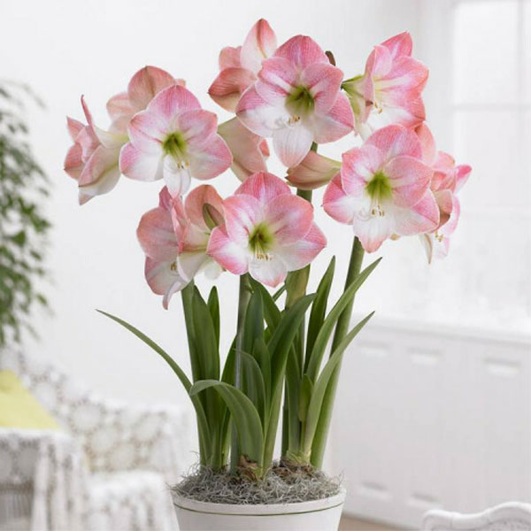 Цветок гиппеаструм – уход в домашних условиях, сорта с фото4