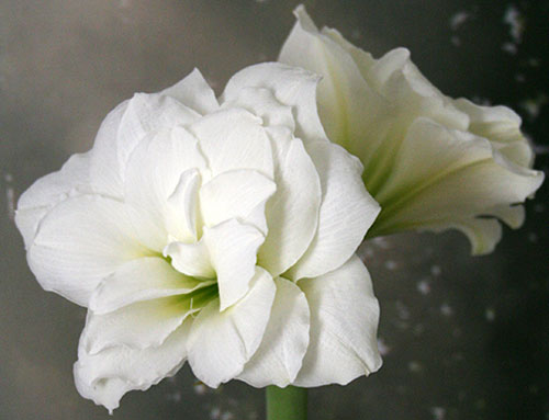Цветок гиппеаструм – уход в домашних условиях, сорта с фото13