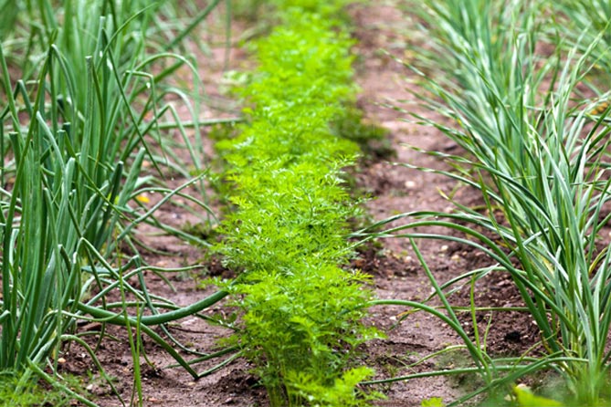 Пряные травы - фото, названия, растущие в саду6
