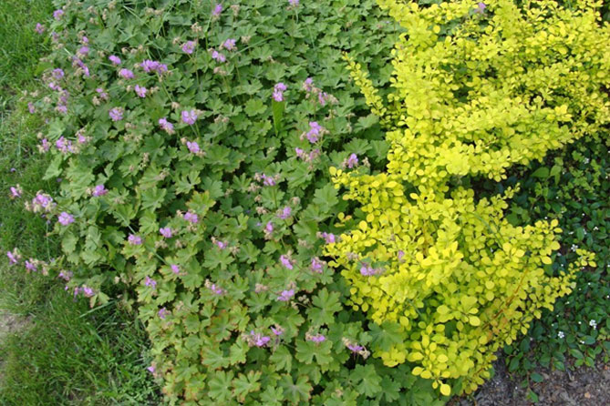 Садовая многолетняя герань: посадка и уход в открытом грунте, сорта с фото18