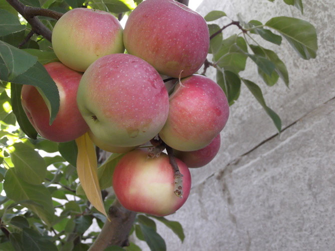 Сорт яблони Вольф — описание и фото, морозостойкость, отзывы1