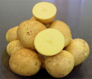 Описание лучших сортов картофеля для средней полосы России: самые урожайные и вкусные25