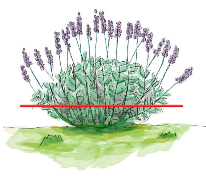 Цветок иберис: посадка, уход, выращивание из семян, когда сажать34