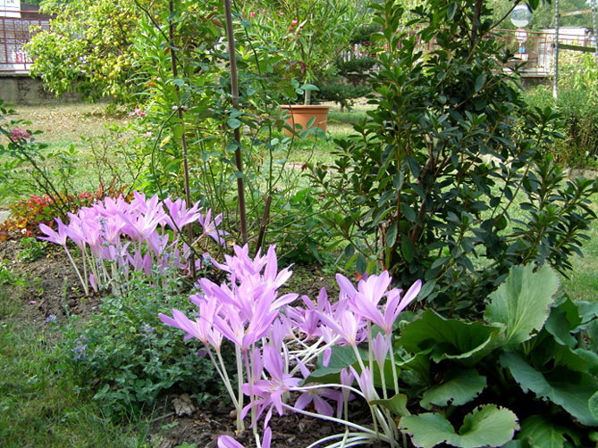 Цветок безвременник: посадка и уход в саду, фото сортов и видов с описанием66