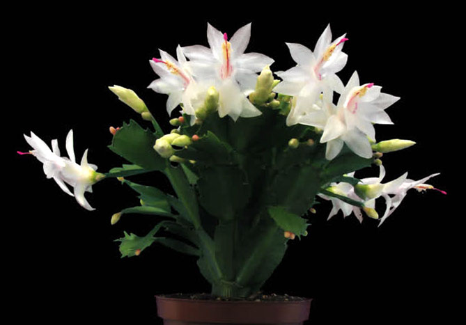 Комнатный цветок Шлюмбергера (декабрист) – уход в домашних условиях, пересадка, фото6