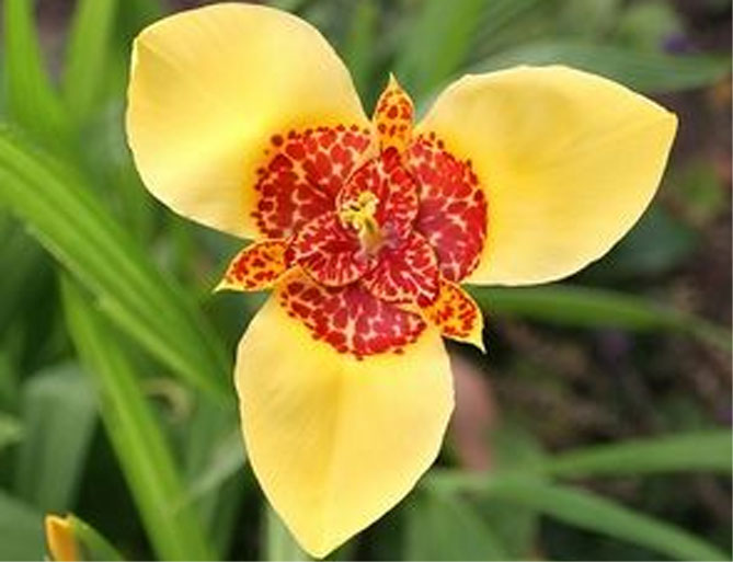 Цветок тигридия павлинья: посадка, выращивание и уход в открытом грунте, сорта, фото15