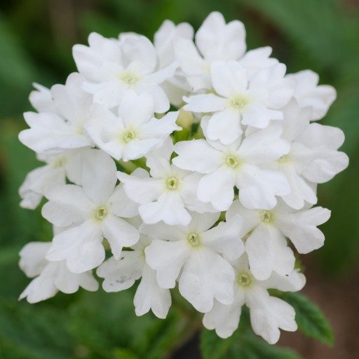 Вербена — фото цветов при посадке на рассаду17