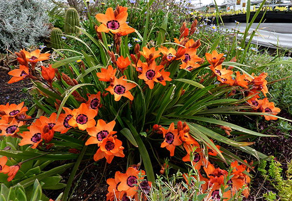 Цветы спараксиса: посадка, выращивание и уход в открытом грунте, фото в саду, сорта4
