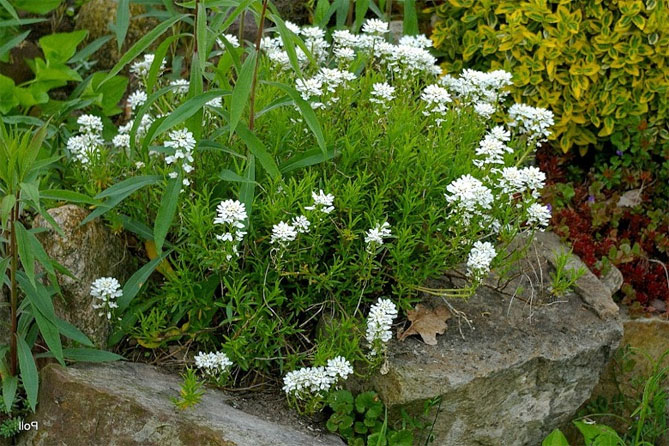Цветок иберис: посадка, уход, выращивание из семян, когда сажать35