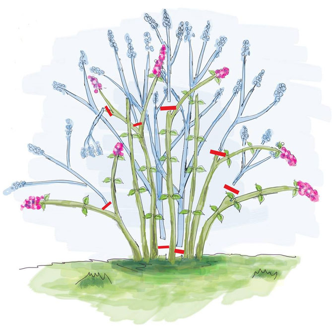 Кустарниковый чубушник – размножение, посадка и уход в открытом грунте36