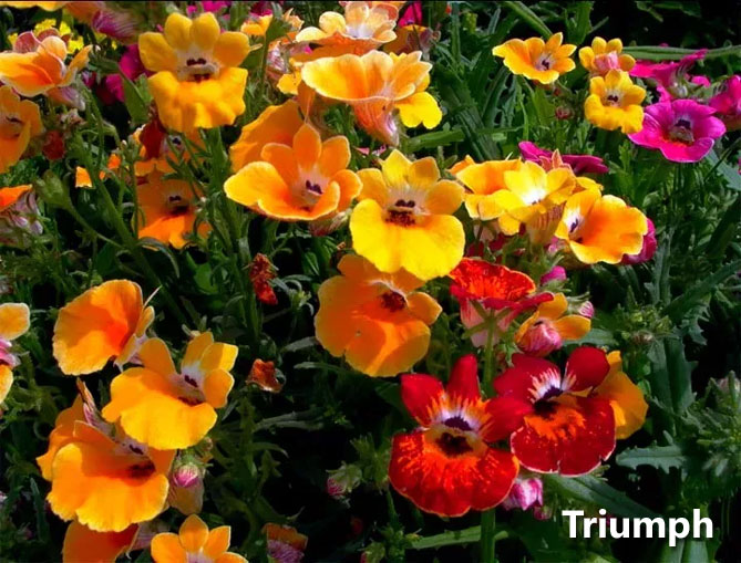 Цветы немезии - выращивание из семян, посадка в открытый грунт, уход, фото13