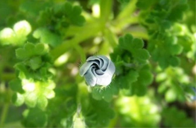 Цветок немофила: посадка и уход, выращивание из семян, фото сортов8