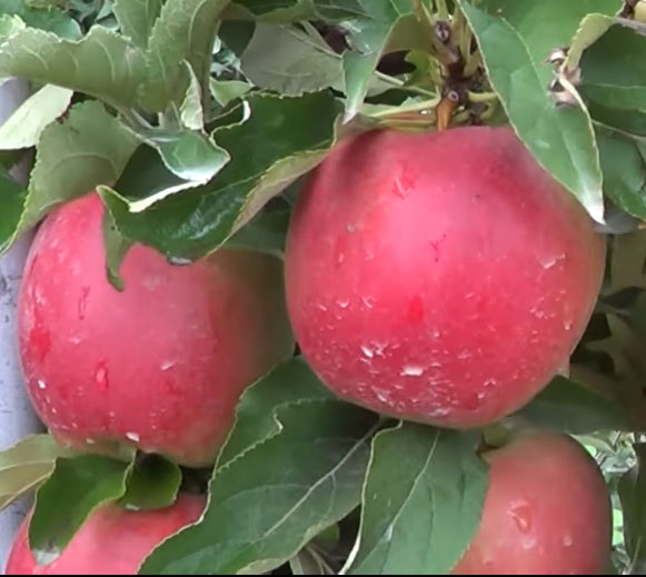Сорт яблони Лигол – характеристика и описание, фото, отзывы садоводов5