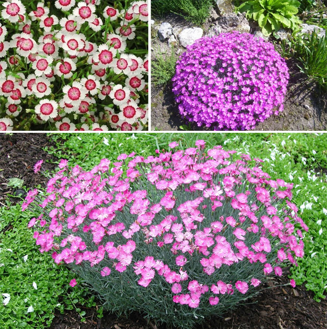 Цветы для дачи многолетники неприхотливые цветущие все лето фото