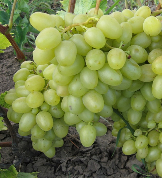Описание сорта винограда Аркадия - морозостойкость, урожайность, отзывы2