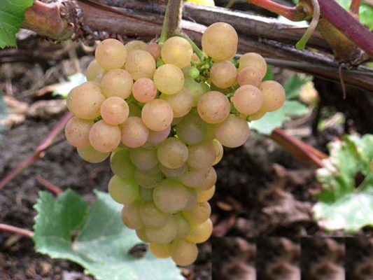 Выращиваем виноград Платовский: практические рекомендации по посадке, обрезке и уходу
