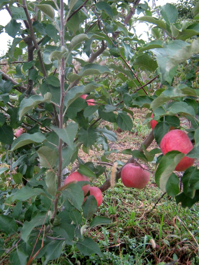 Характеристика сорта яблони Фуджи: описание дерева, урожайность, фото, отзывы3