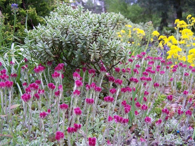 Фото и названия многолетних почвопокровных растений: цветущих и вечнозеленых18
