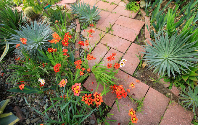 Цветы спараксиса: посадка, выращивание и уход в открытом грунте, фото в саду, сорта31