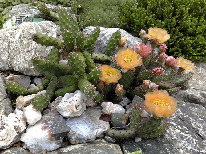 Лучшие растения для альпийской горки – цветущие, многолетние, хвойные13
